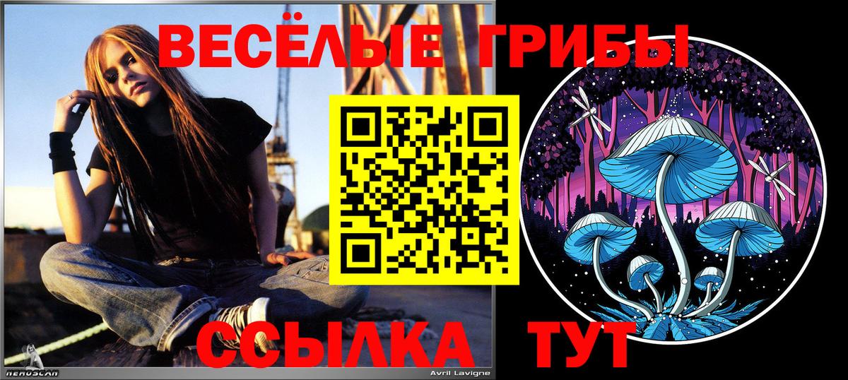 Галлюциногенные грибы Psilocybe Южноуральск